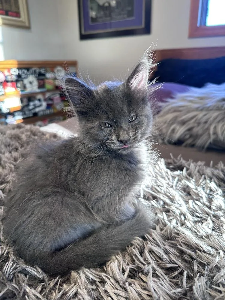 A baby small-sized female Domestic Medium Hair cat named Storm for adoption in Ferndale, MI