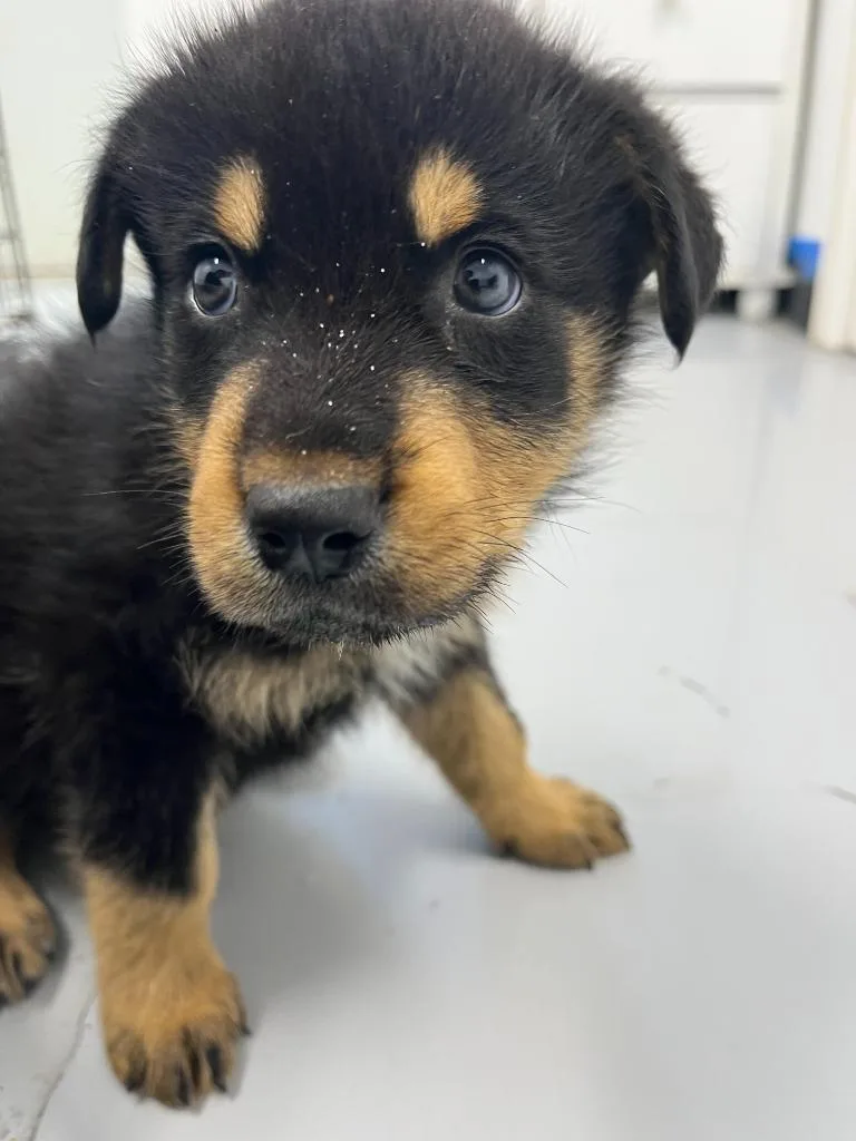 A baby small-sized male Rottweiler dog named Ben for adoption in McFarland, CA