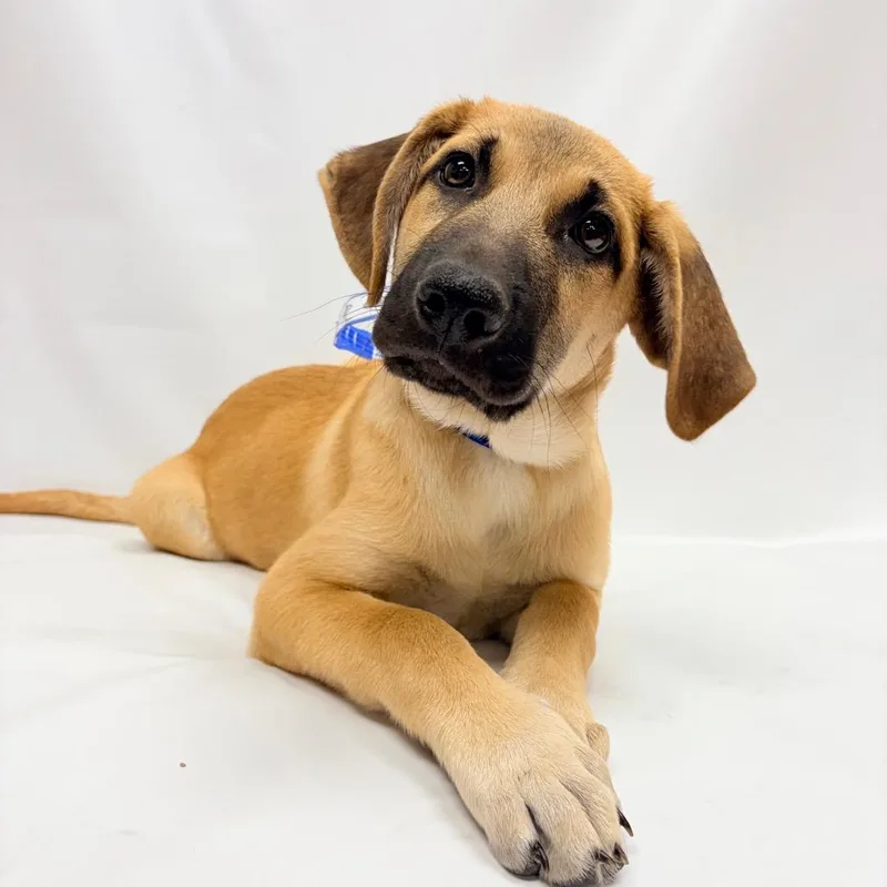 A baby medium-sized male German Shepherd Dog dog named Bentley for adoption in Parker, CO