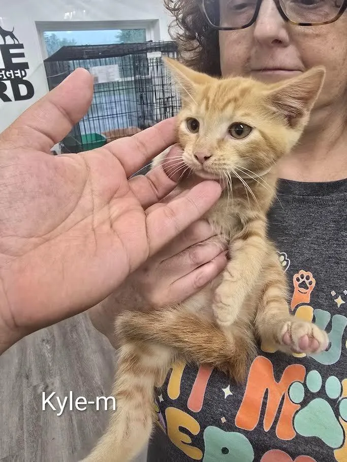 A baby small-sized male Domestic Short Hair cat named Kyle for adoption in Glenfield, NY
