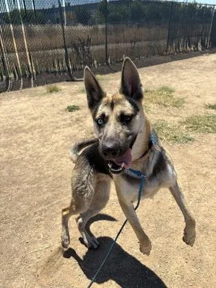 A young medium-sized female Black German Shepherd Dog dog named Brew for adoption in Sacramento, CA