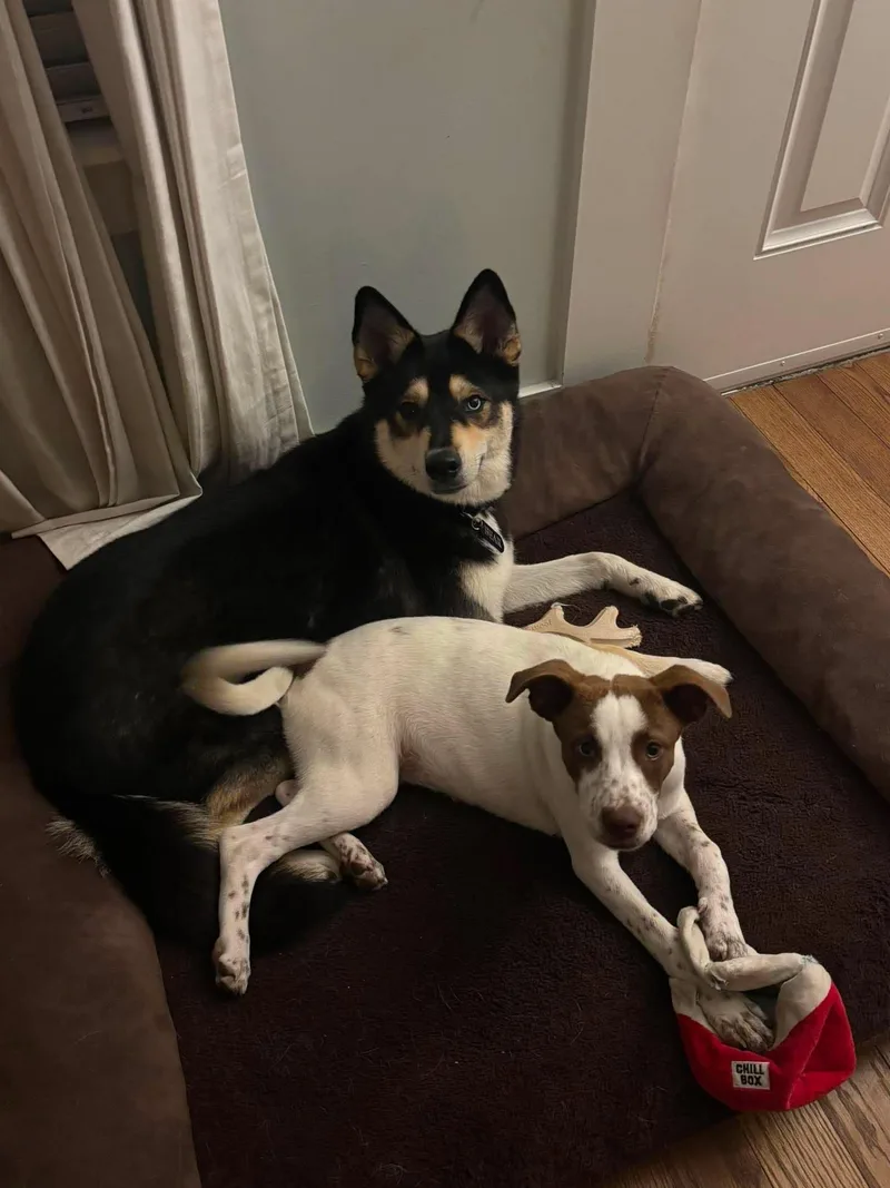 A young medium-sized female Cattle Dog dog named Luna for adoption in Sugar Land, TX