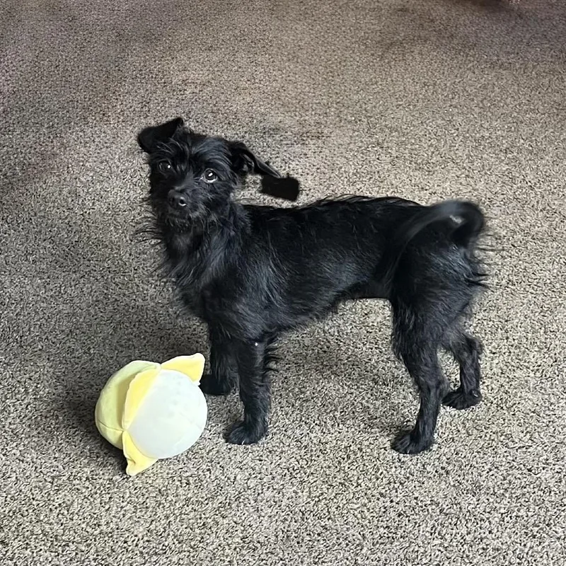 An adult small-sized female Black Terrier dog named Willa for adoption in Cashmere, WA