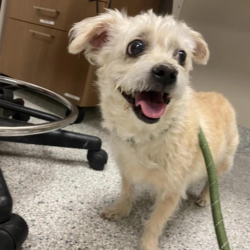 A senior small-sized female Terrier dog named Ginger for adoption in Reno, NV