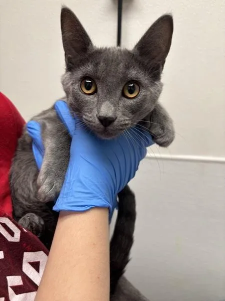 A young medium-sized male Domestic Short Hair cat named Sole for adoption in Silverdale, WA