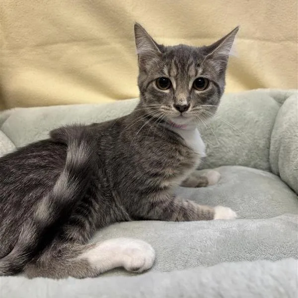 A baby small-sized female Gray / Blue / Silver Domestic Short Hair cat named Oak for adoption in Hawthorne, CA