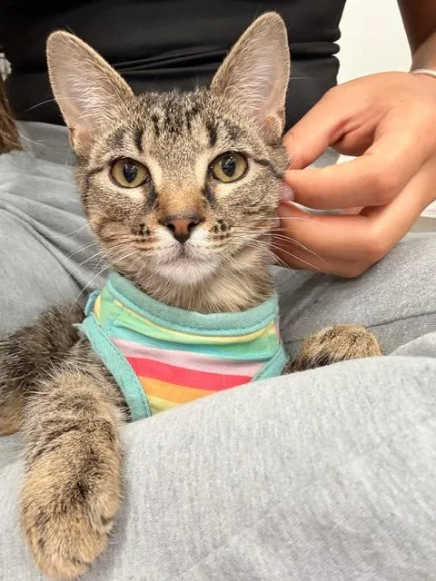 A baby medium-sized female Tabby (Buff / Tan / Fawn) Domestic Short Hair cat named Beatrix Pawtter for adoption in Homestead, FL