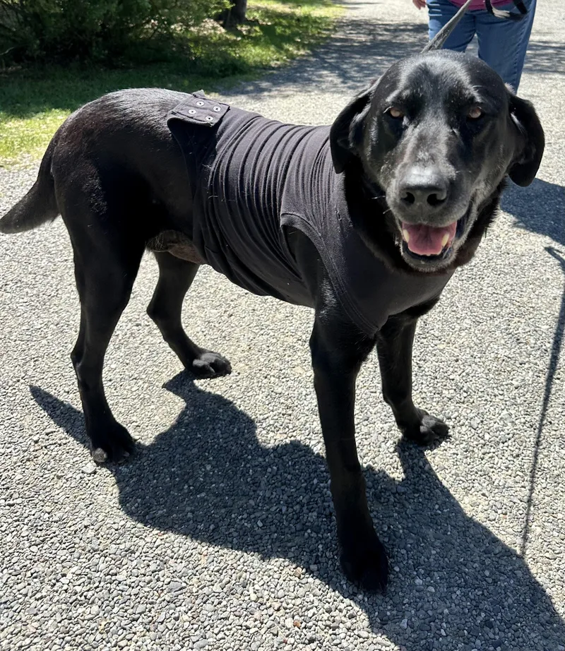 A senior large-sized female Black Labrador Retriever dog named Daisy for adoption in Petaluma, CA