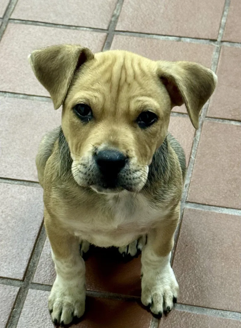 A baby medium-sized female Labrador Retriever dog named Hazel for adoption in Lake Hopatcong, NJ