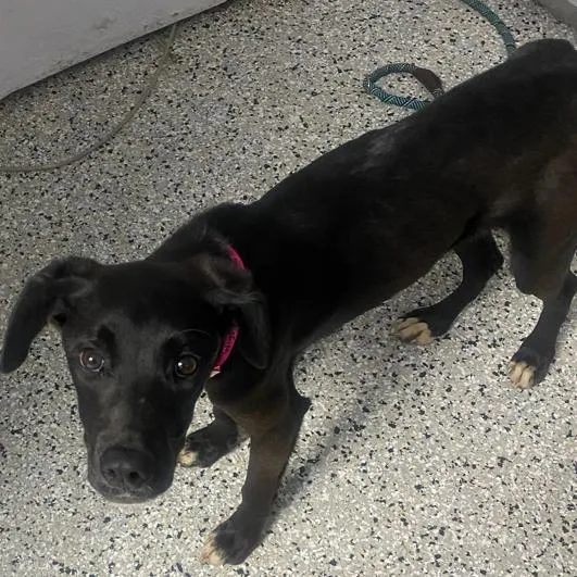 A young medium-sized female Black Labrador Retriever dog named Wyrm for adoption in Hattiesburg, MS