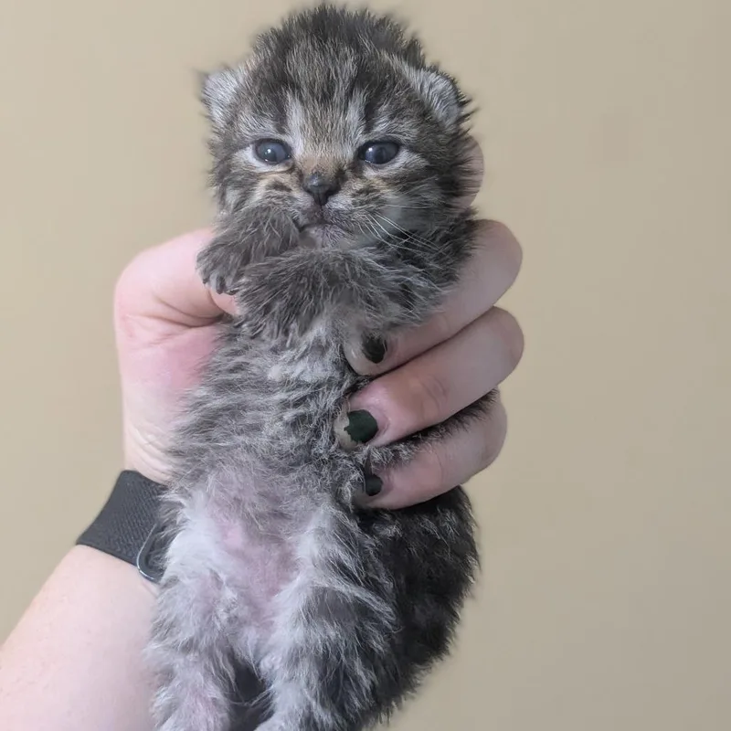 A baby small-sized male Brown / Chocolate Domestic Short Hair cat named Yorkshire for adoption in Brownsboro, AL