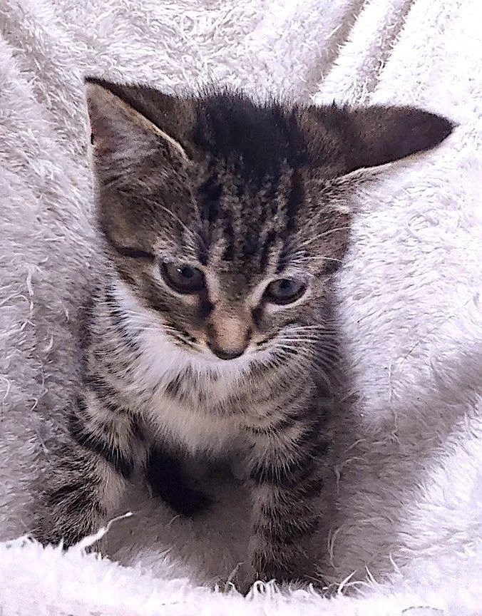 A baby medium-sized male Domestic Short Hair cat named Weston for adoption in Albemarle, NC