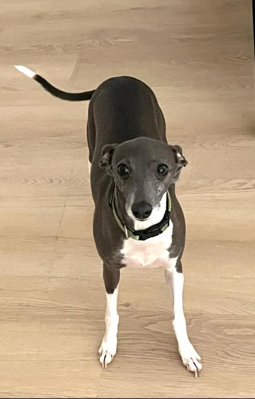 An adult small-sized female Gray / Blue / Silver Italian Greyhound dog named Lyla for adoption in Croton on Hudson, NY