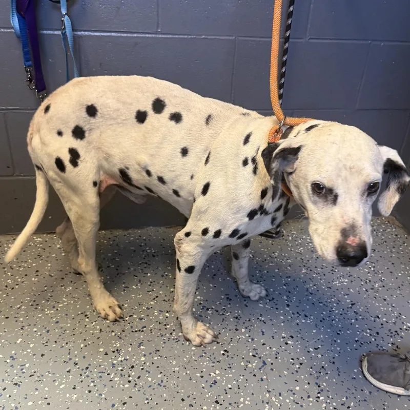 A senior medium-sized male White / Cream Dalmatian dog named TUSCStray for adoption in Tuscaloosa, AL