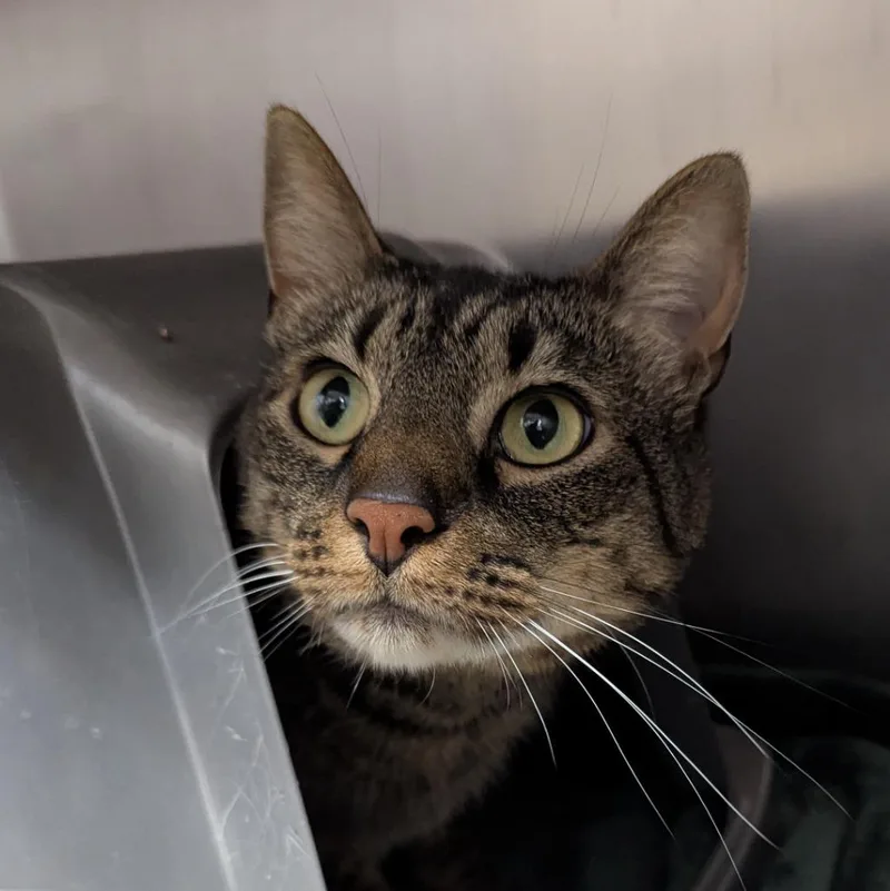 A senior large-sized male Domestic Short Hair cat named Squirrel for adoption in Aberdeen, WA
