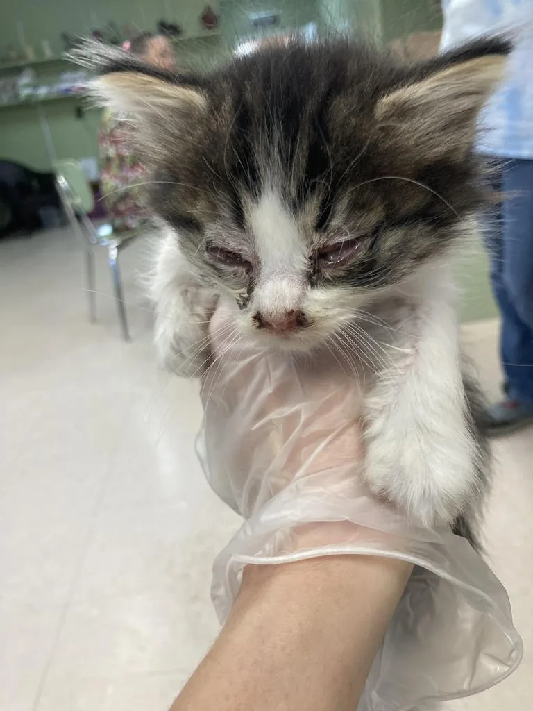 A baby medium-sized male Domestic Short Hair cat named Lemon Balm for adoption in Burnsville, NC