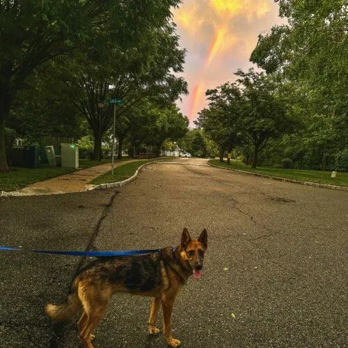 A young medium-sized male Brown / Chocolate German Shepherd Dog named Odin Dixon for adoption in Rockaway, NJ