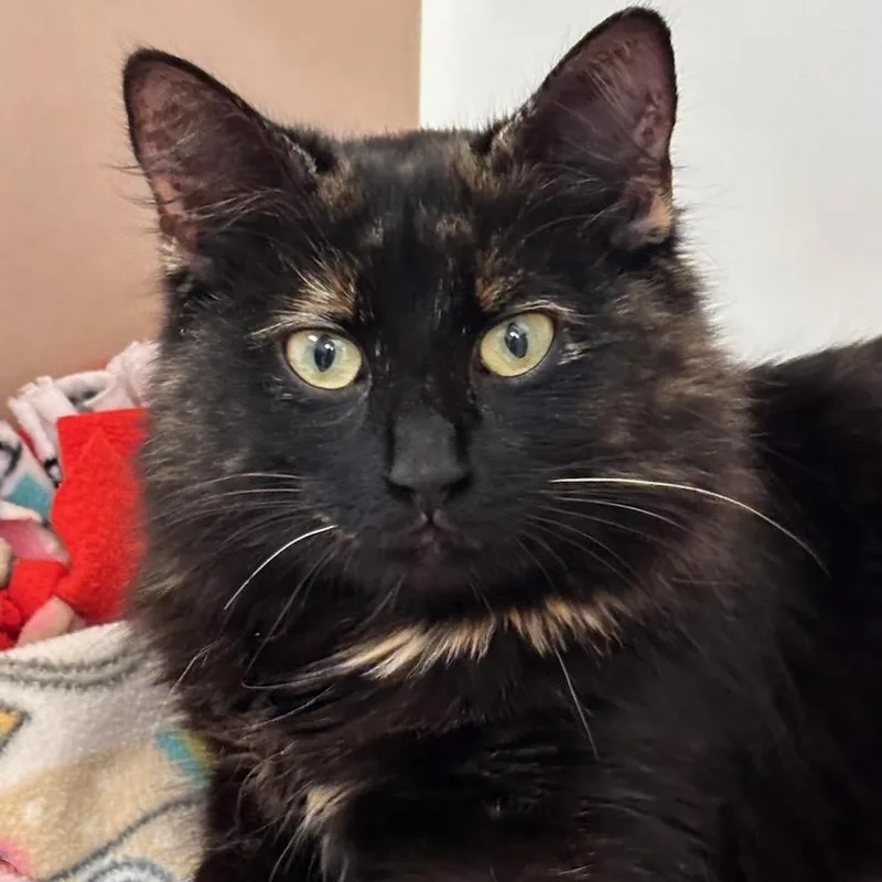 An adult medium-sized female Tortoiseshell Domestic Long Hair cat named Tess for adoption in Batavia, NY