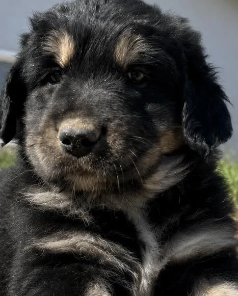 A baby large-sized female Tricolor (Brown, Black, & White) Bernese Mountain Dog dog named Olive for adoption in Cerritos, CA