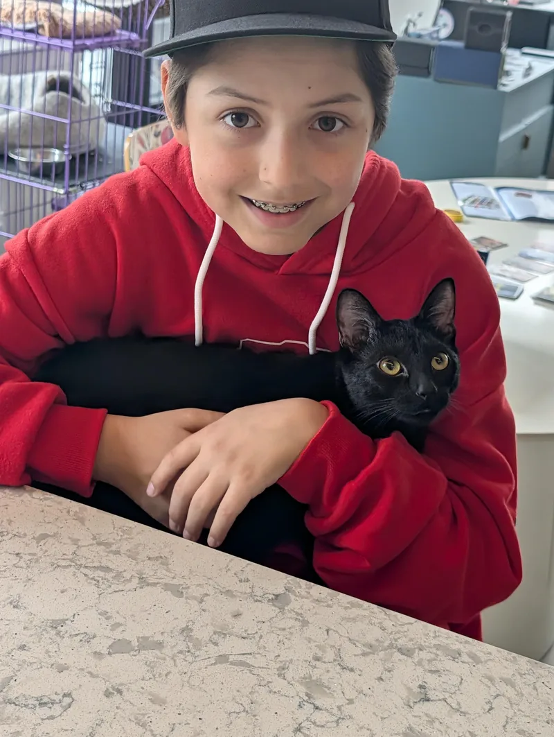 A young medium-sized male Black American Shorthair cat named Moose for adoption in brooklyn, NY