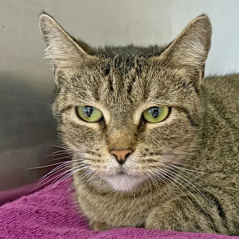 A young medium-sized male Tabby (Brown / Chocolate) Domestic Short Hair cat named Ford for adoption in East Falmouth, MA