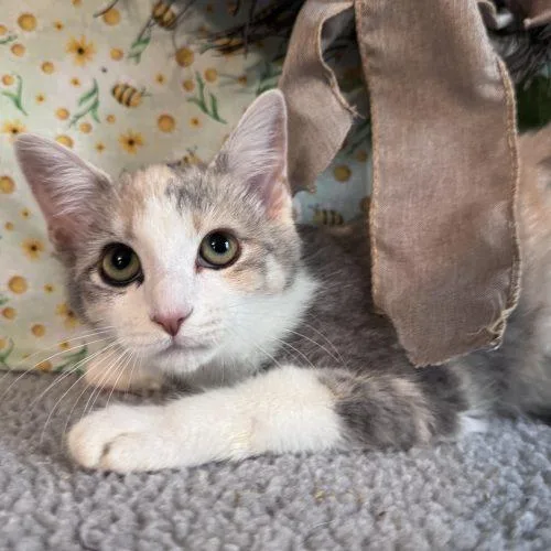 A baby small-sized female Dilute Calico Domestic Short Hair cat named Offside for adoption in Toms River, NJ