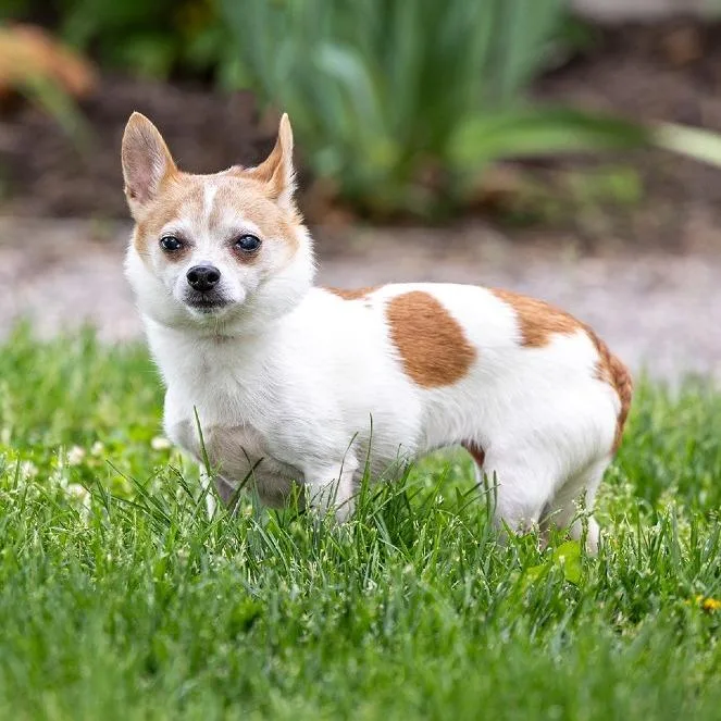 A senior small-sized female White / Cream Chihuahua dog named Daisey for adoption in Council Bluffs, IA