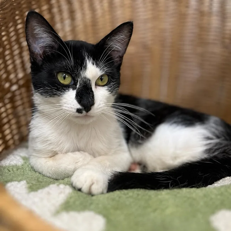 A baby small-sized female White Domestic Short Hair cat named Rose for adoption in Tustin, CA