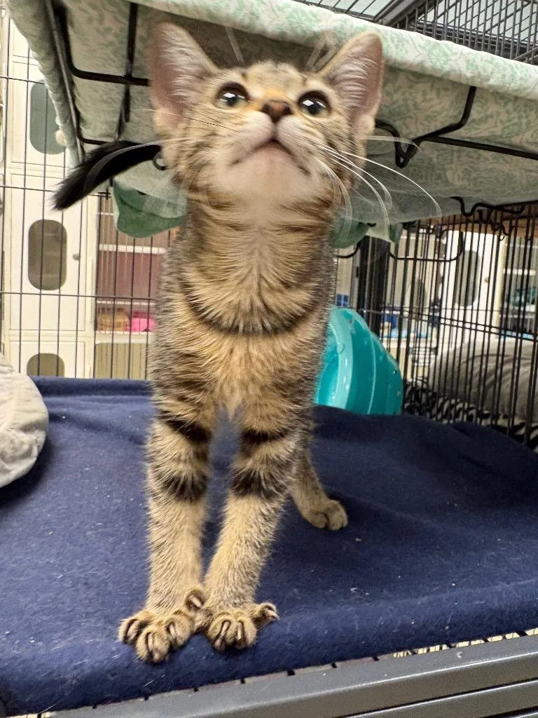 A baby small-sized female Domestic Short Hair cat named Dash for adoption in Johnson City, TN