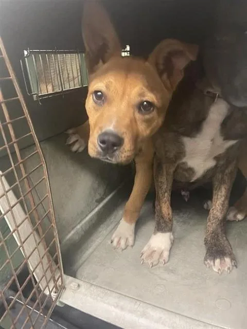 A baby small-sized female Pit Bull Terrier dog named Marjie for adoption in Sacramento, CA