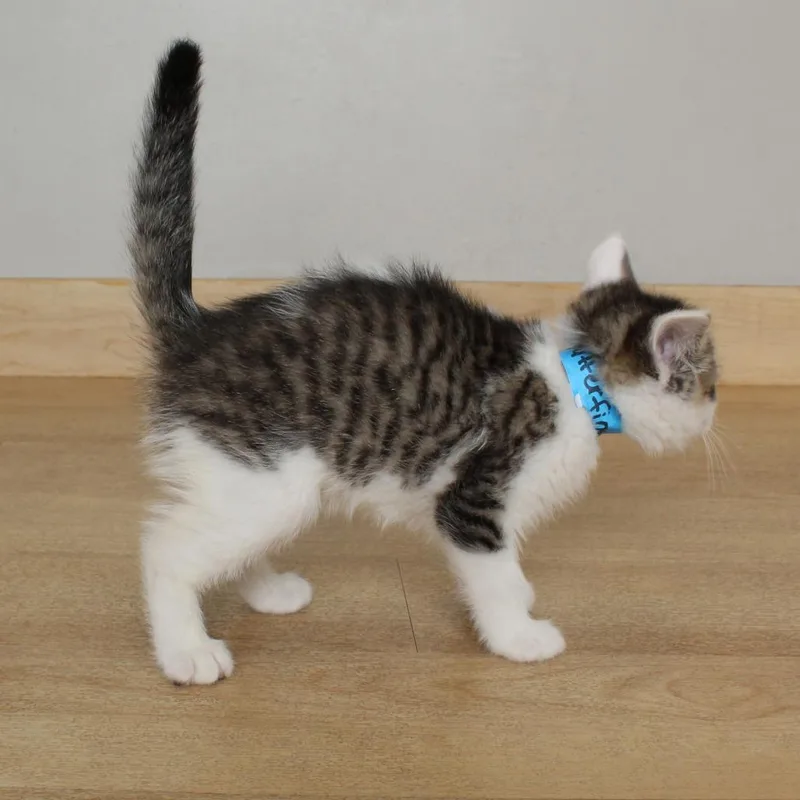 A baby small-sized male White Domestic Short Hair cat named Butterfinger C for adoption in Minnetonka, MN