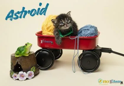 Astroid