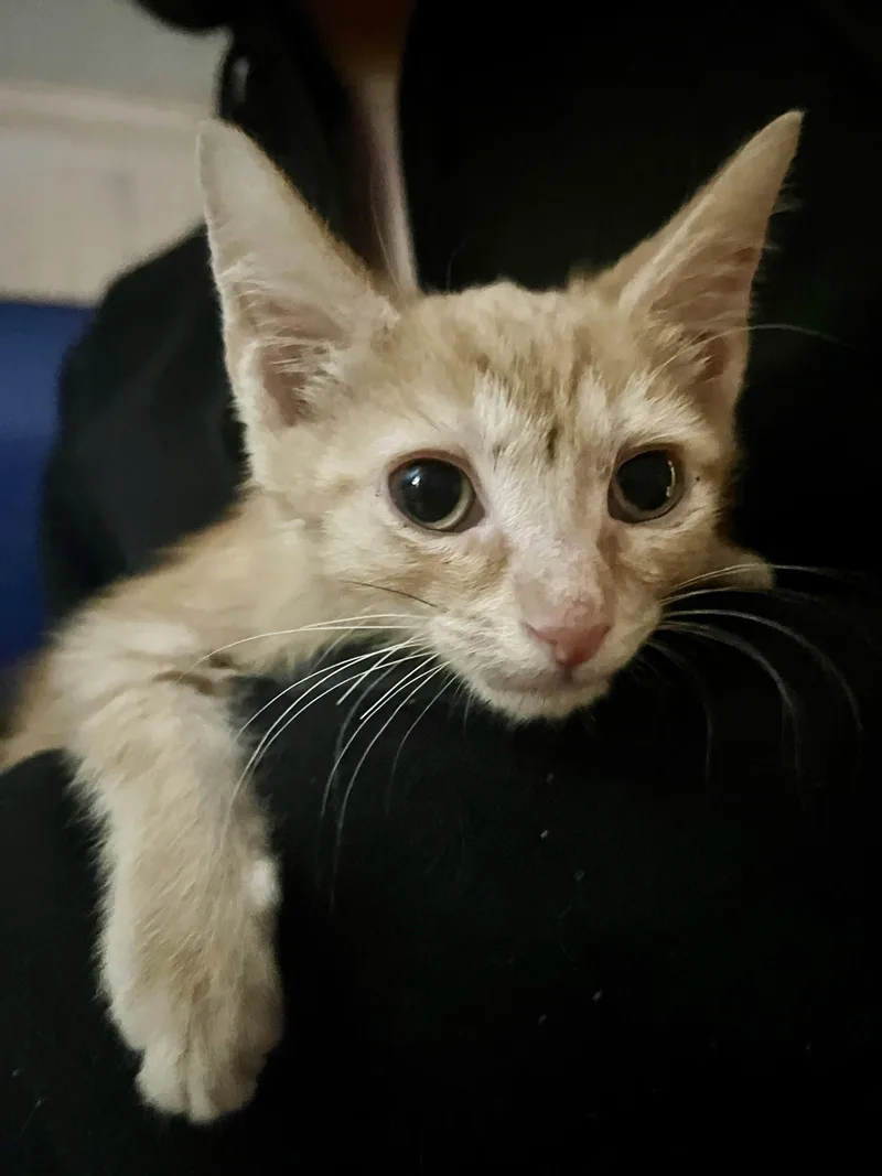 A baby medium-sized male Orange / Red Domestic Short Hair cat named Bane for adoption in Oviedo, FL