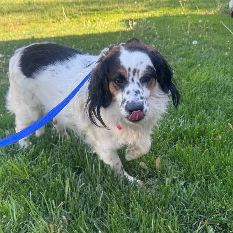 An adult medium-sized male Brown / Chocolate Brittany Spaniel dog named Cooper for adoption in Inwood, WV