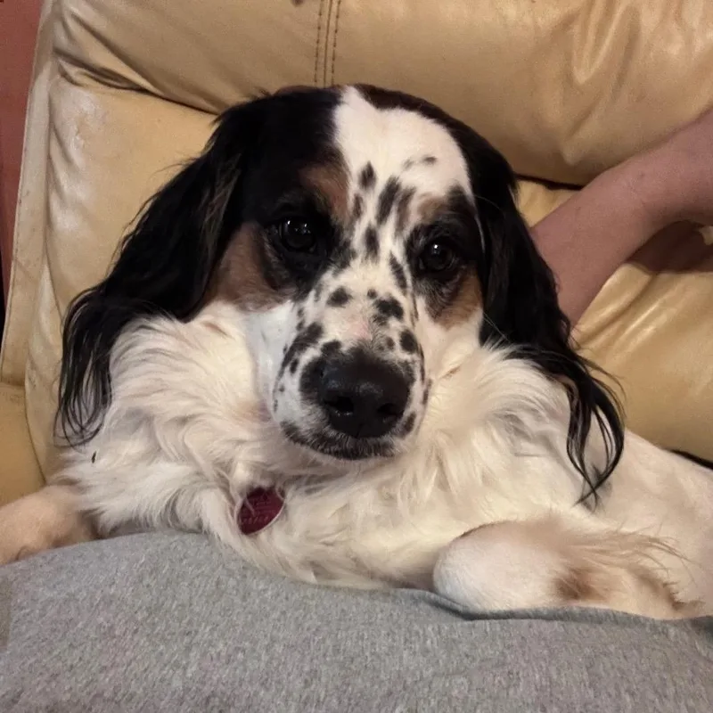 Cooper thumbnail 2