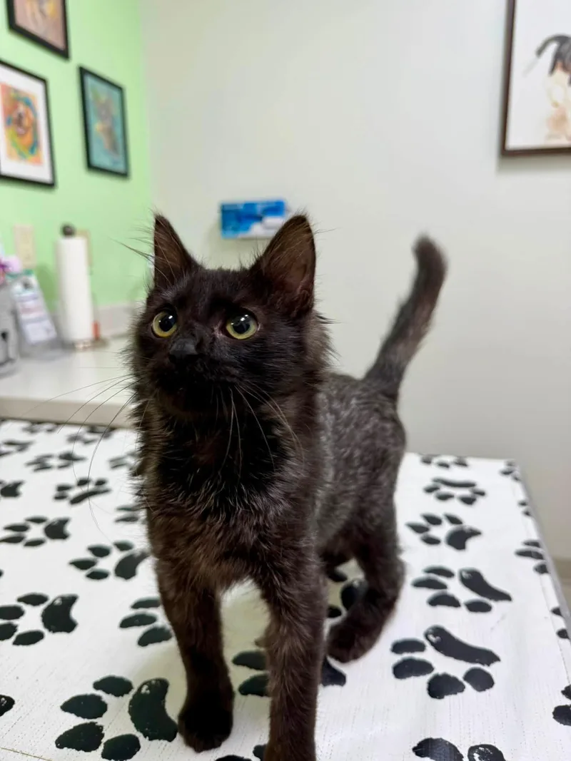A baby small-sized male Domestic Short Hair cat named Toothless for adoption in Charleston, WV