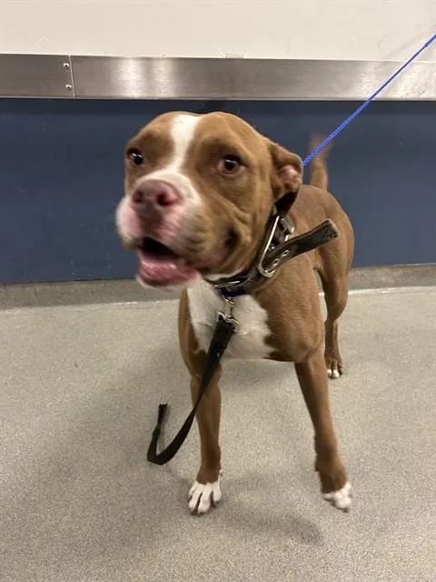 An adult large-sized male Pit Bull Terrier dog named Sheldon for adoption in Miami, FL
