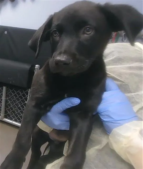 A baby large-sized male Labrador Retriever dog named Chubs for adoption in Phoenix, AZ