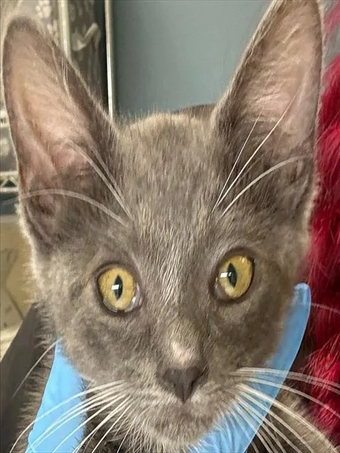 A baby small-sized male Domestic Short Hair cat named Apple for adoption in Riverside, CA