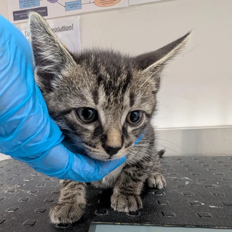 A baby small-sized female Gray / Blue / Silver Domestic Short Hair cat named Jareau for adoption in League City, TX