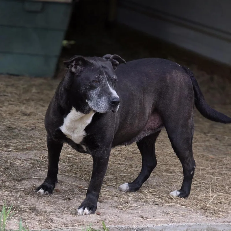 A senior medium-sized female Black Pit Bull Terrier dog named Brandi for adoption in Wiggins, MS