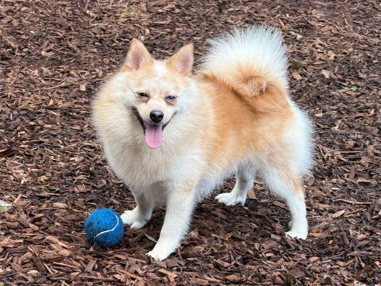 A young small-sized male Pomeranian dog named Lasco for adoption in East Hartford, CT