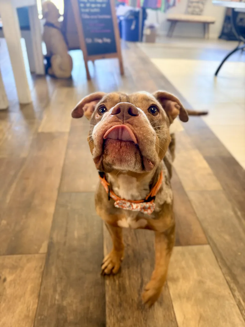 An adult medium-sized female Merle (Red) American Bully dog named Peanut for adoption in Vanceboro , NC