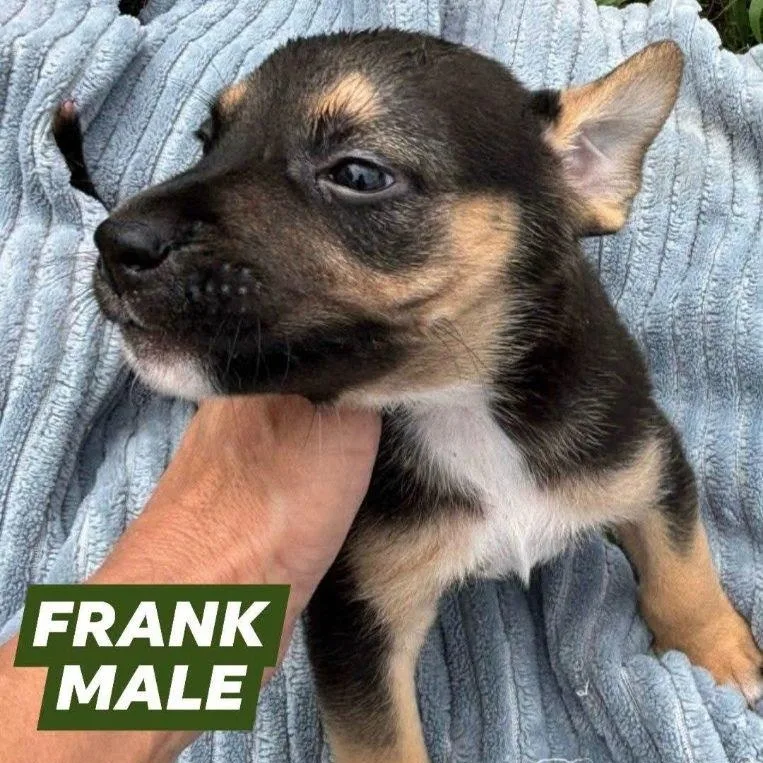 Frank