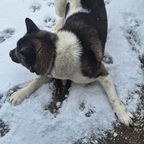 A young large-sized female Akita dog named Sparky for adoption in Cleveland, OH