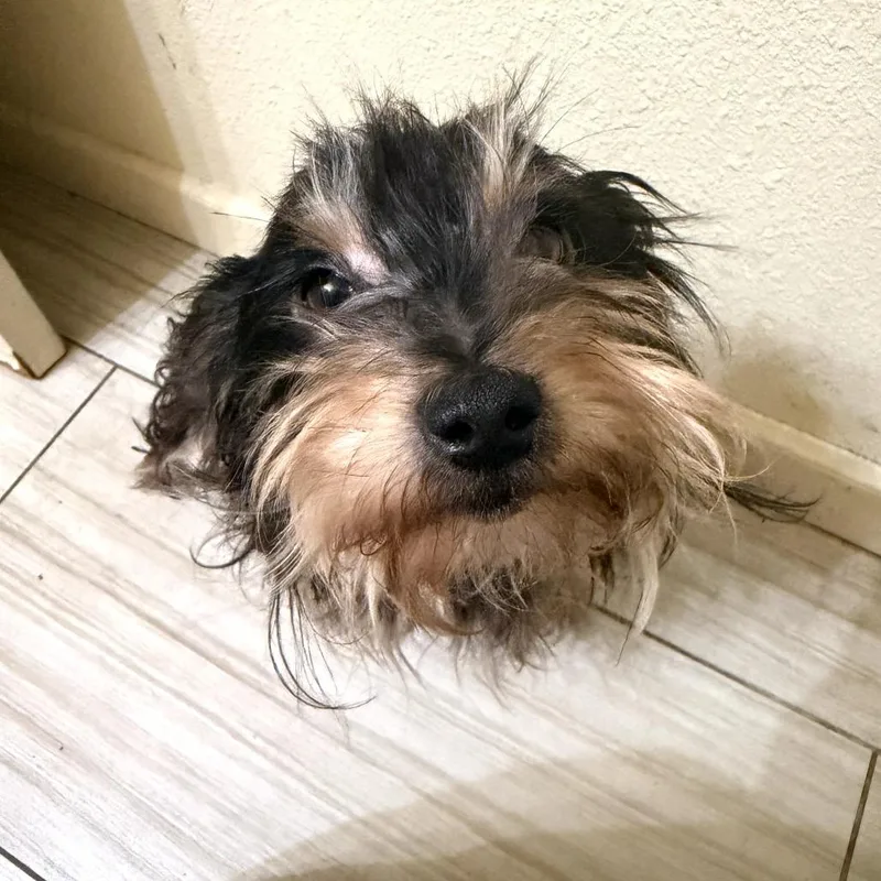 Little Prince