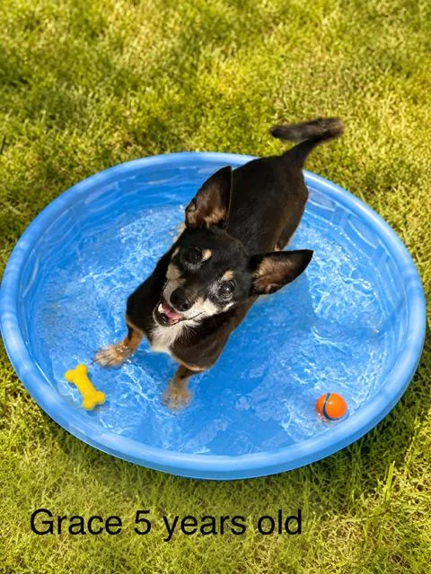 An adult small-sized female Chihuahua dog named Grace for adoption in Zimmerman, MN
