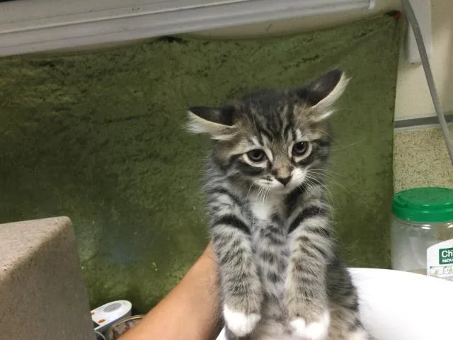A baby small-sized male Domestic Short Hair cat named Tigger for adoption in Riverside, CA