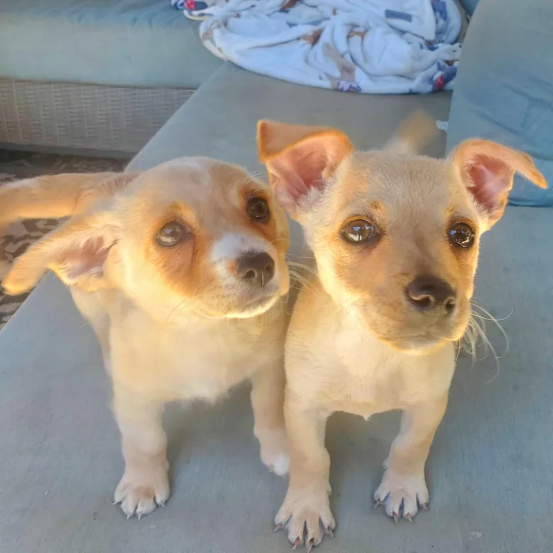 A baby small-sized female Apricot / Beige Terrier dog named Paula for adoption in Greenfield, CA