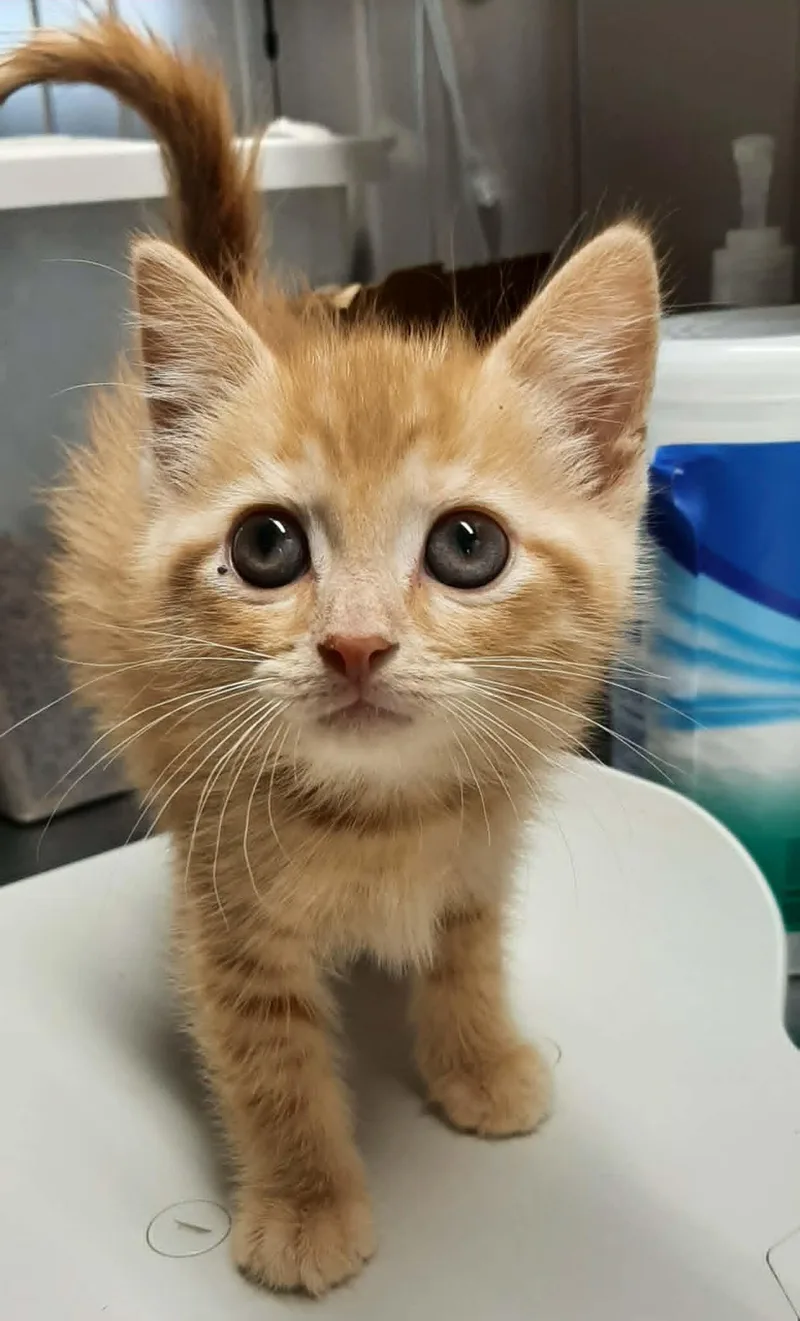 A baby medium-sized male Orange / Red Domestic Medium Hair cat named Jacob for adoption in Georgetown, OH
